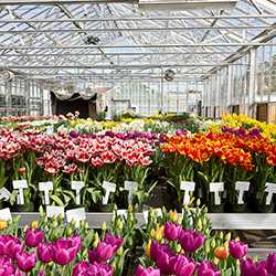 Правильное выращивание тюльпанов: посадка и уход - проект "цветочки" - для цветоводов начинающих и профессионалов