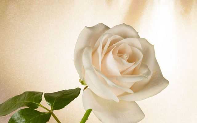 К чему дарят белые розы девушке (женщине) – что означают, символизируют цветы