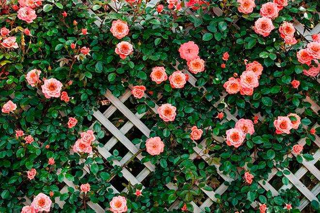 Сорта почвопокровных роз (33 фото): описание сортов «свани» и «супер дороти», «ред вильвет» и «четыре сезона», «бесси» и «сиа фом», «аспирин розе» и «сноу балет»