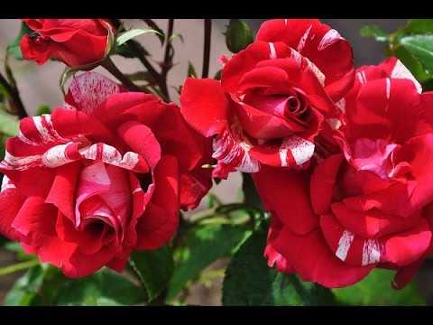 Сезонная обрезка садовых роз: что учесть?