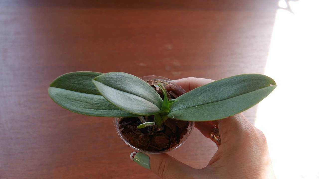 Мини-орхидеи (32 фото): особенности карликовых видов и сортов рода фаленопсис, уход за маленькими орхидеями в домашних условиях