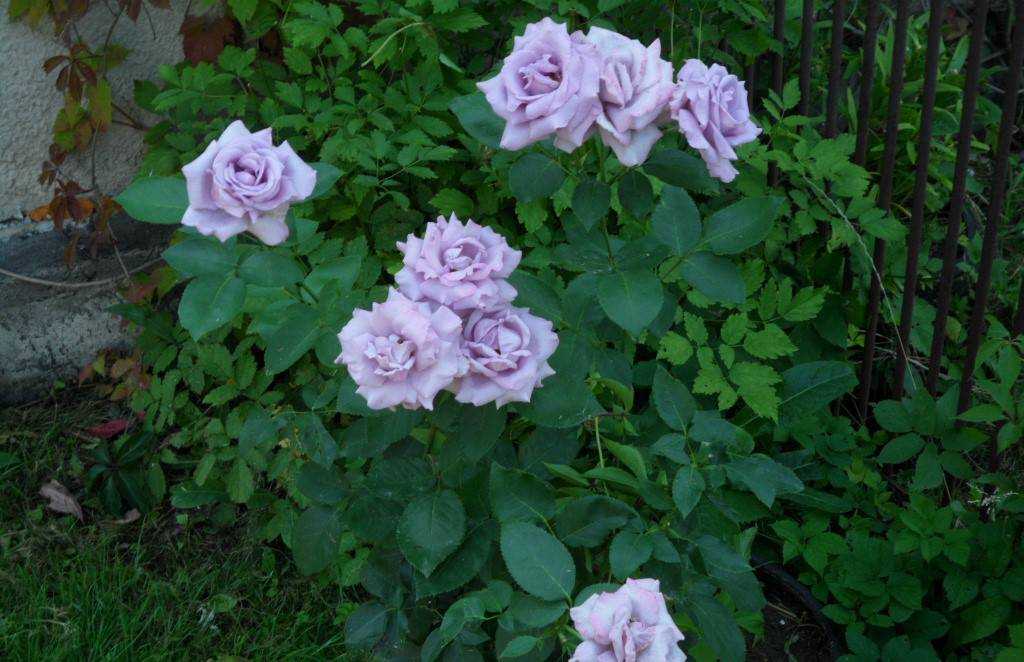 Необычная сиреневая плетистая роза индиголетта: описание с фото, посадка, цветение, размножение и уход