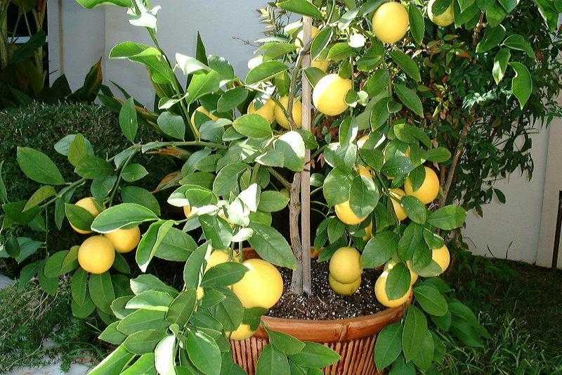 Новичкам про черенкование лимона в домашних условиях