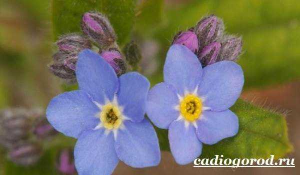 Цветок незабудка – как выглядит, где растет, легенда о цветке, какие есть виды?