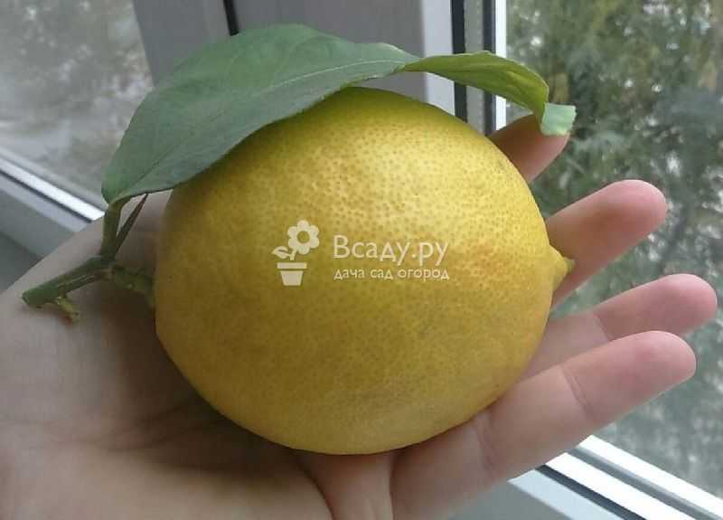 Павловский лимон