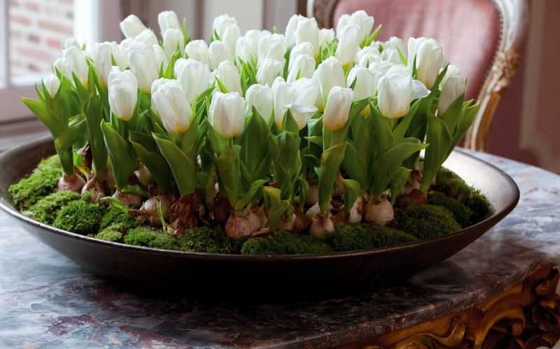 Выгонка тюльпанов (24 фото): как вырастить цветы к 8 марта зимой в квартире? сроки посадки и температура содержания. как высаживать луковицы в горшки? подкормка в домашних условиях