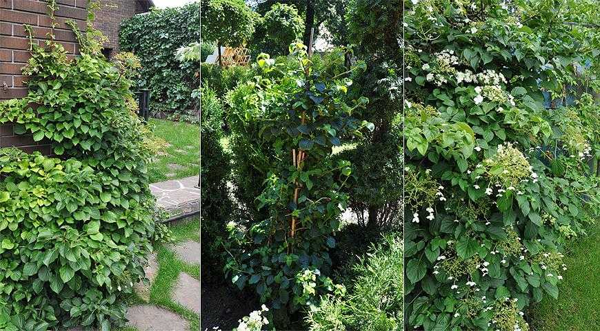 Секреты выращивания садовых гортензий в горшках в саду и дома