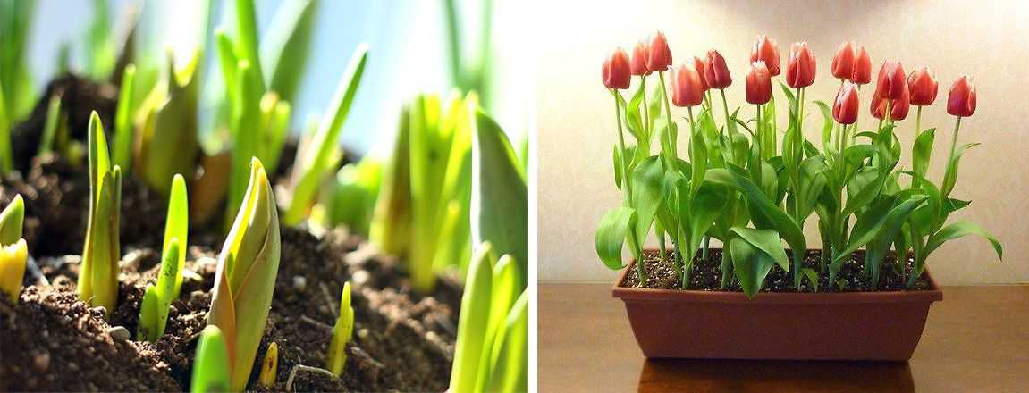 Как правильно выращивать тюльпаны в горшке в домашних условиях