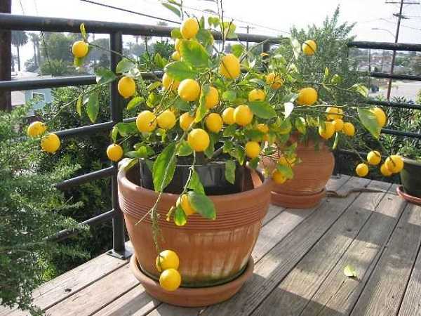 Чем подкормить лимон в домашних условиях во время плодоношения