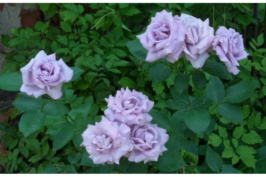 Роза плетистая индиголетта: описание и характеристики сорта, посадка и уход