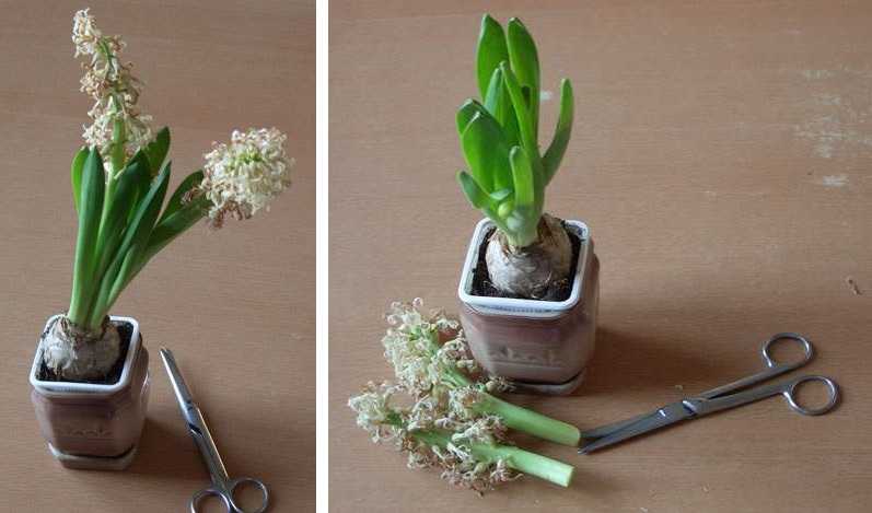 Луковичные в горшках: как сохранить после цветения - каталог статей на сайте - домстрой