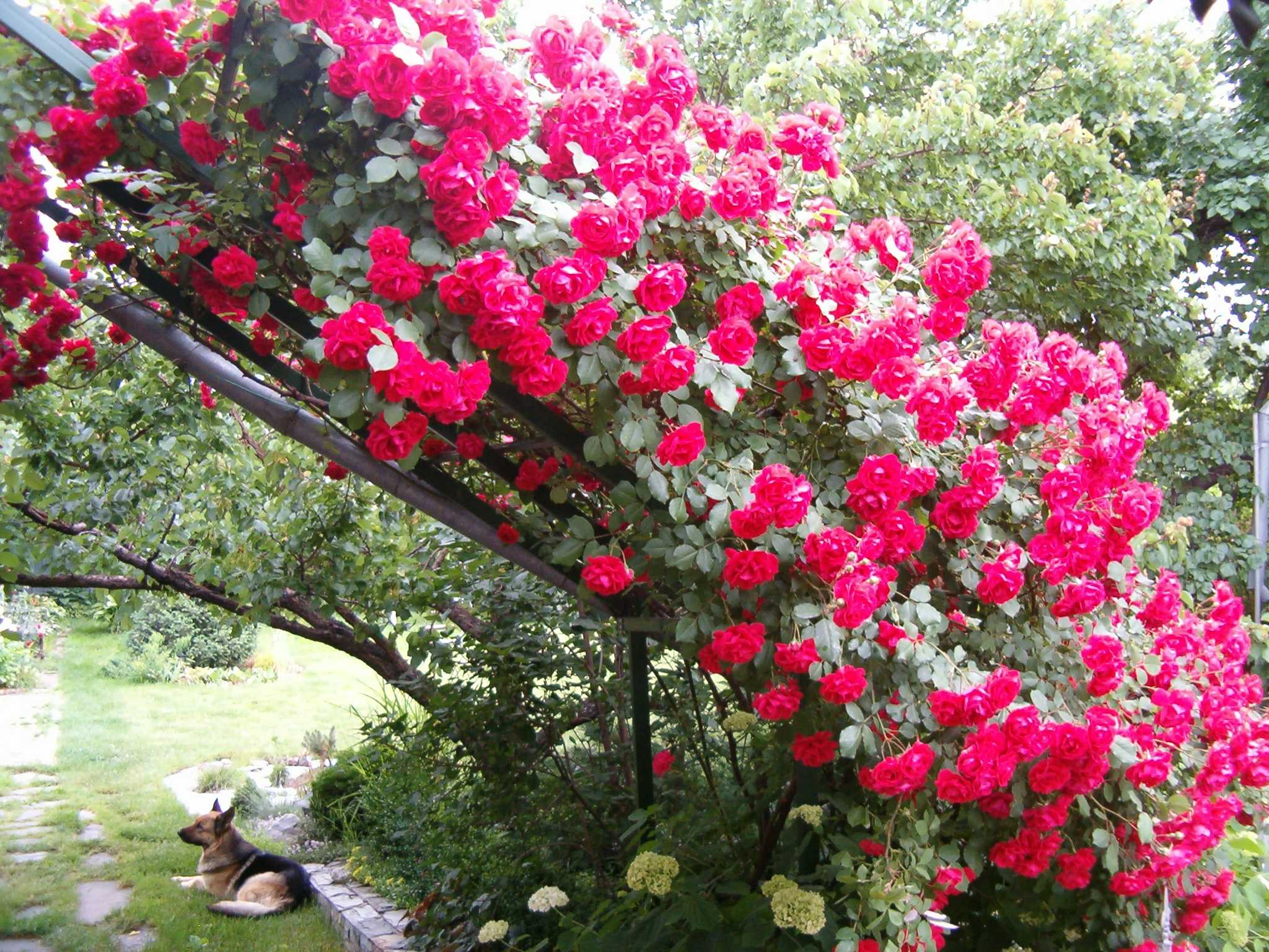 Плетистые розы: правила посадки, выращивание, уход и удобрения