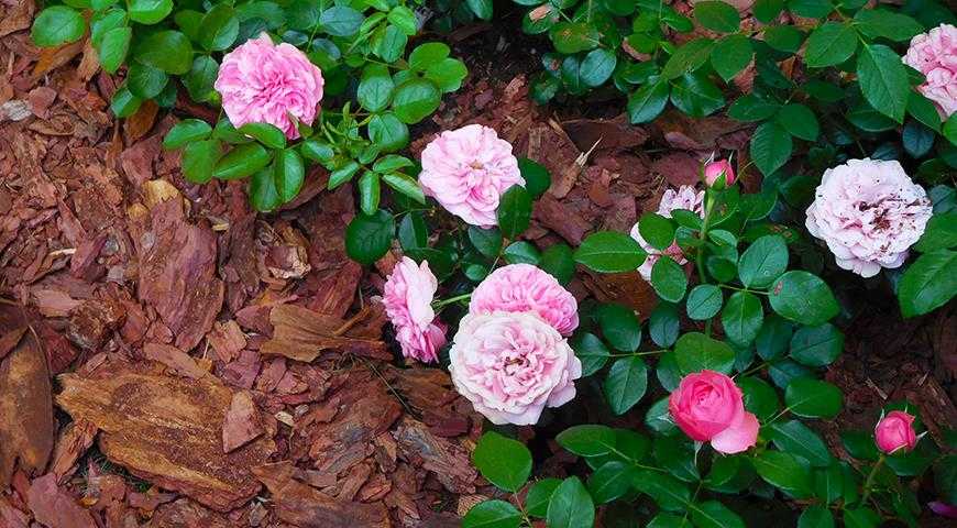 Плетистая роза посадка и уход в открытом грунте для новичков с фото