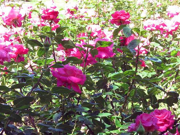 Кустовые розы: фото, посадка и уход за кустовыми розами