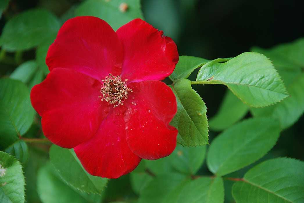 Роза луиза багнет (louise bugnet) — характеристика сорта
