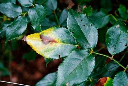 Почему у драцены желтеют и сохнут листья, болезни растения, фото