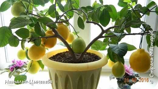 12 лучших сортов лимона для комнатного выращивания
