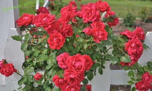 Розы: подготовка и укрытие на зиму, осенняя обрезка