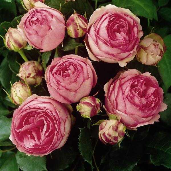 Выращивание английской мускусной розы леди эмма гамильтон: сорт из класса шрабов
