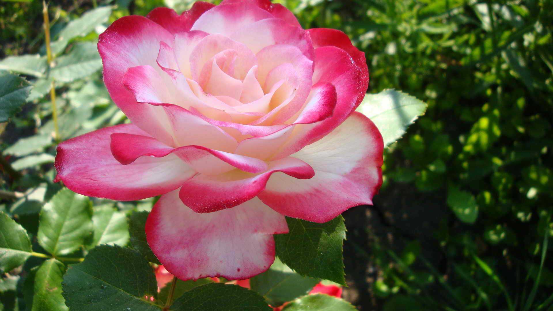 Роза Принцесса Маргарет: отличительные особенности сорта, характеристики, сильные и слабые стороны Правила посадки, дальнейшего ухода, размножения Отзывы садоводов