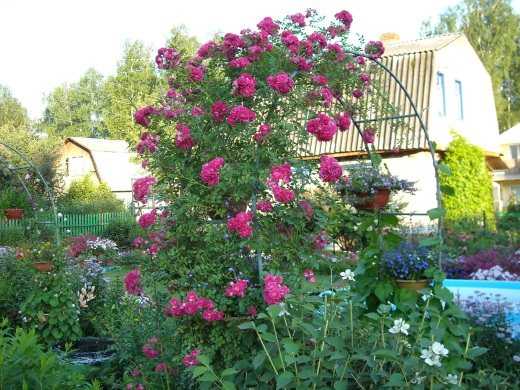 Роза розариум ютерсен: описание и выращивание сорта