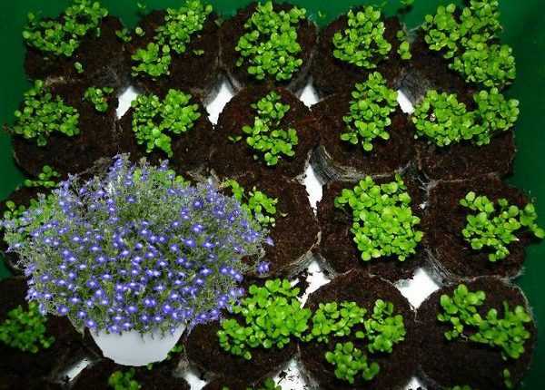 Выращивание лобелии из семян (34 фото): сроки посадки на рассаду, дальнейший уход за цветком в домашних условиях