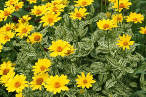 Кореопсис – солнечный цветок