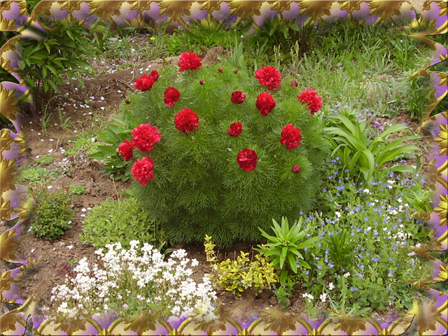 Пион паула фей фото и описание | мой сад и огород