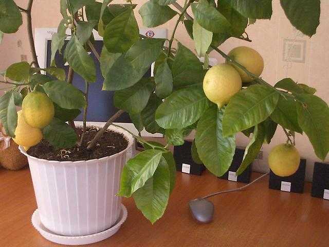 Павловский лимон: уход в домашних условиях, описание сорта и фото, а также размножение, вредители и болезни растениядача эксперт