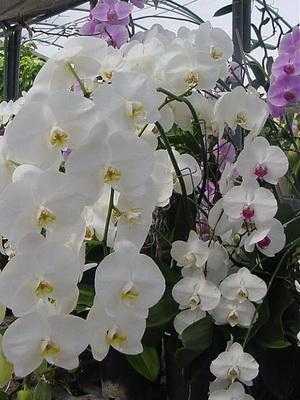 Как ухаживать за орхидеей дома: советы и рекомендации для фаленопсиса, ванды и карликового видов