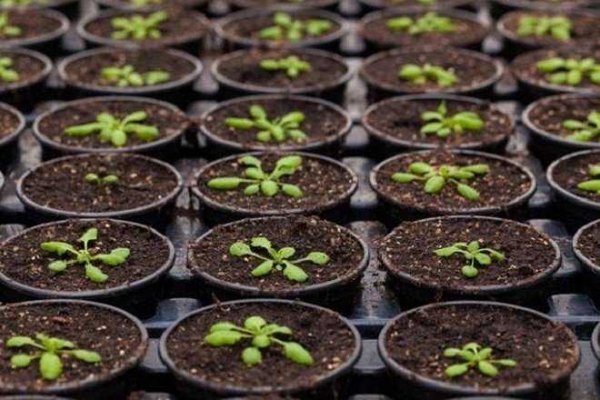 Астра многолетняя — сорта, посадка и уход, выращивание из семян | народные знания от кравченко анатолия