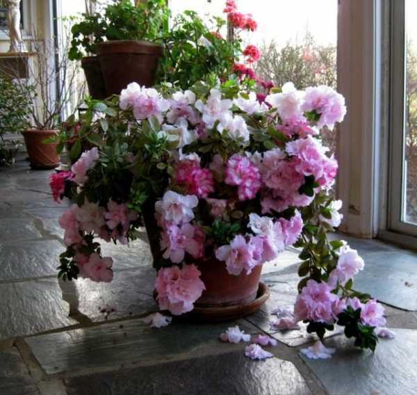 Комнатная азалия: правила ухода в домашних условиях для обеспечения пышного цветения