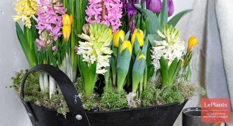 Выгонка гиацинтов к 8 марта: с чего начать выращивание в домашних условиях?