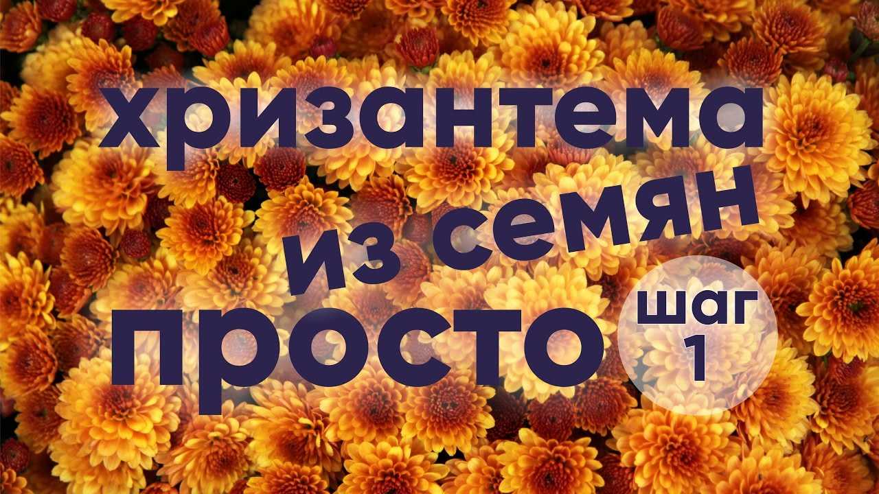 Семена хризантем: описание с фото, виды, особенности посадки, выращивания и ухода - sadovnikam.ru