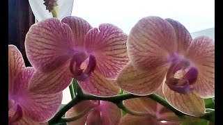 Цветок орхидея ванда в горшке Уход, как выглядит на фото История цветка, как правильно ухаживать за растением дома, требования к свету, температуре, режим полива в разные сезоны
