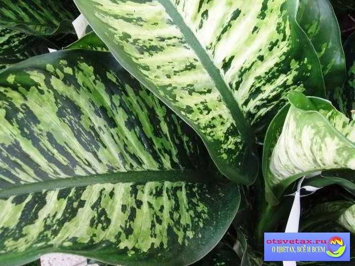 Диффенбахия: советы, секреты и рекомендации по выращиванию и размножению растения (125 фото)