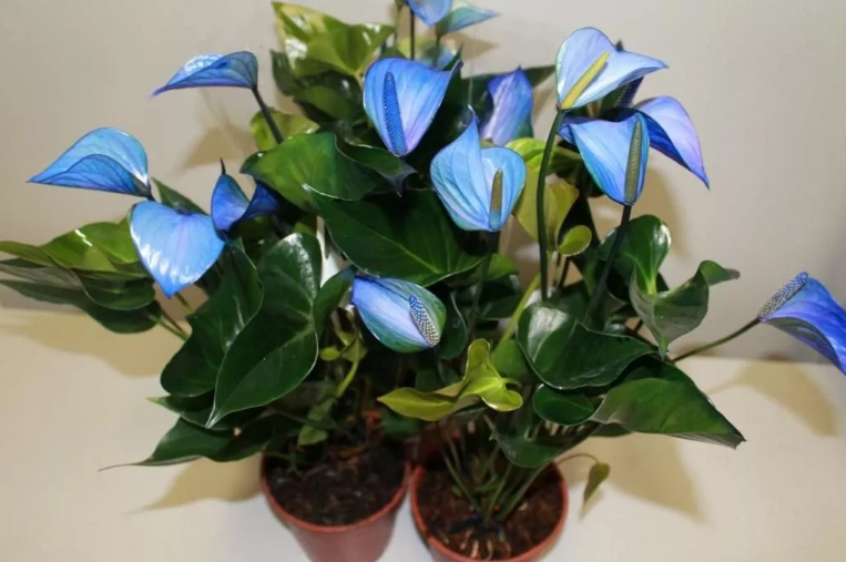 Спатифиллум и антуриум вместе 2 цветка - "женское и мужское счастье": приметы - можно дарить растение?