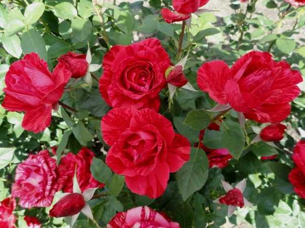 О дикой розе: как выглядит, почему так называется, сорта дикорастущей розы