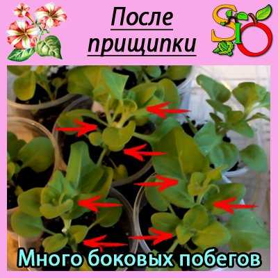 Выращиваем петунию из семян. посадка рассады петунии. как вырастить в домашних условиях. фото — ботаничка.ru