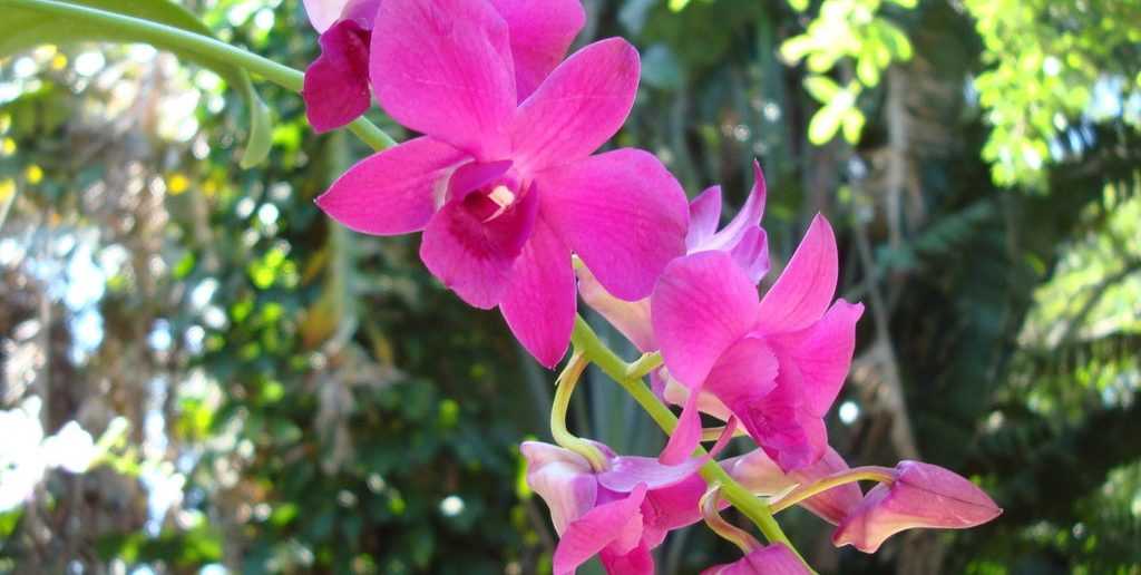 В чём особенности семян орхидей из китая и можно ли в домашних условиях вырастить из них цветок? как надо сажать?