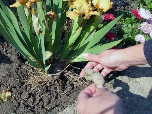 Садовые цветы  » посадка луковиц ирисов весной