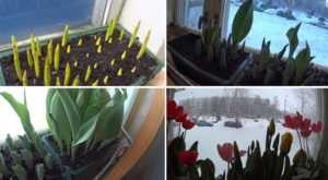 Как посадить тюльпаны дома в горшке?