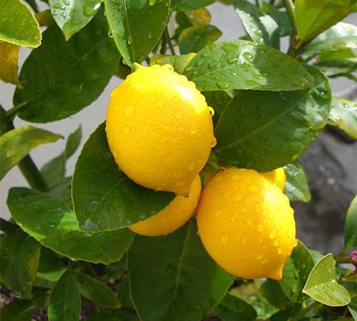 Как вырастить лимон в домашних условиях