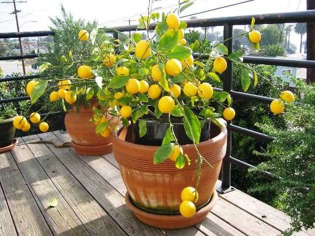 Как привить лимон в домашних условиях чтобы он плодоносил: видео и фото инструкции по уходу за лимонным деревом и секреты повышения урожайности