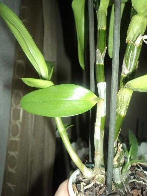 Орхидея дендробиум нобиле: уход, размножение | 110+ фото