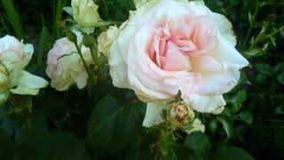 Кремовые розы (26 фото): описание кустовых растений, выращивание пионовидных роз темно-кремового цвета