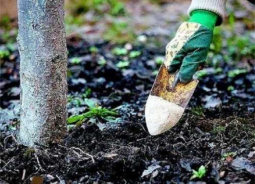 Подкормка плодовых деревьев и кустарников весной и удобрение почвы - pocvetam.ru