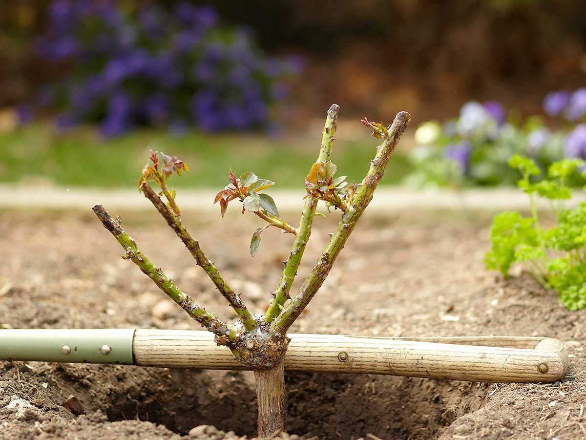 Правила посадки саженца розы в открытый грунт весной