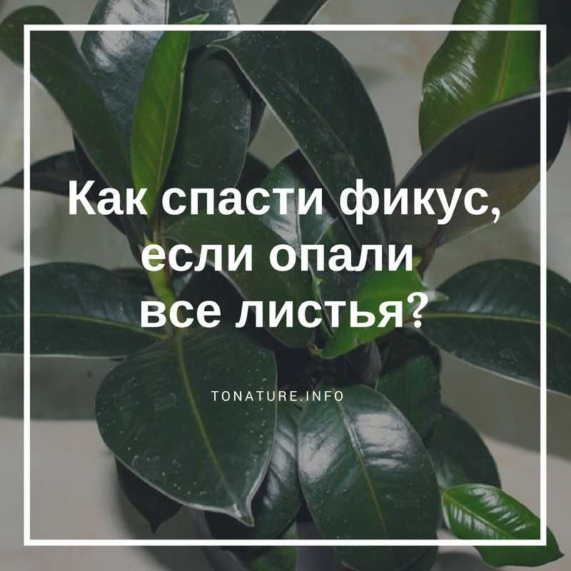 Почему у фикуса бенджамина желтеют листья? как поливать и чем удобрять фикус бенджамина - sadovnikam.ru