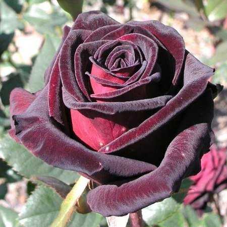 Гибридные королевские розы - 18 отзывов о розах (развод или правда): реальные и отрицательные мнения покупателей и специалистов, где купить, цена, инструкция по использованию